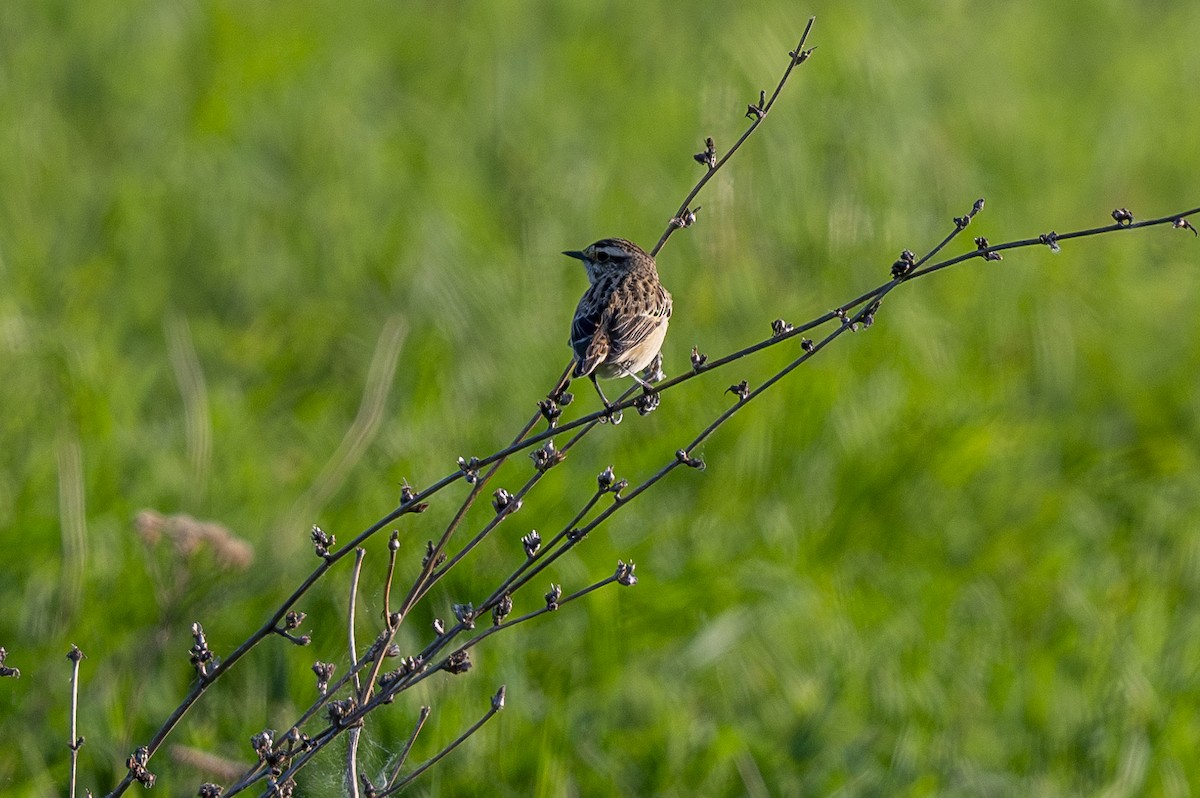 Whinchat - Andrej Tabak