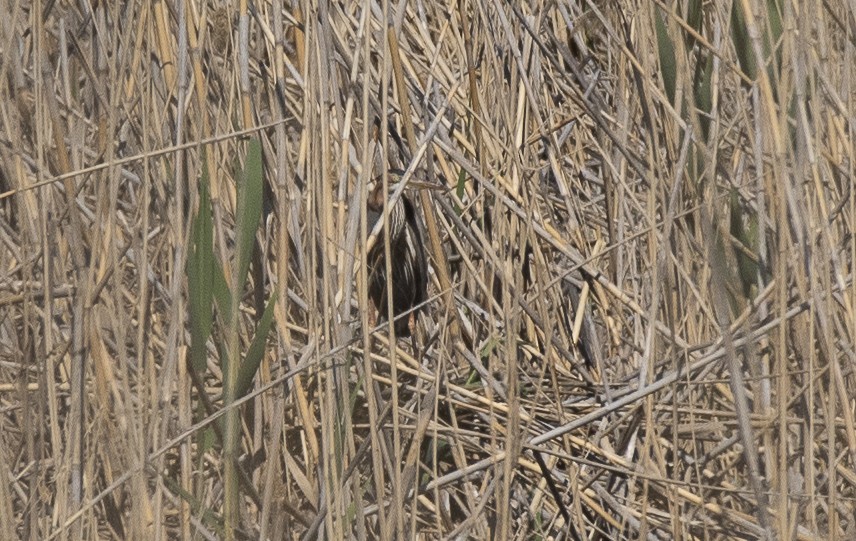 Eurasian Bittern - Lena Gurdina