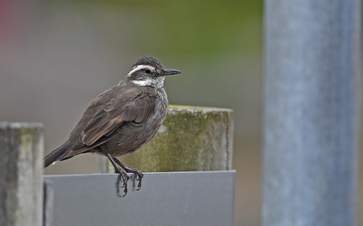 Dark-bellied Cinclodes - ML618257948