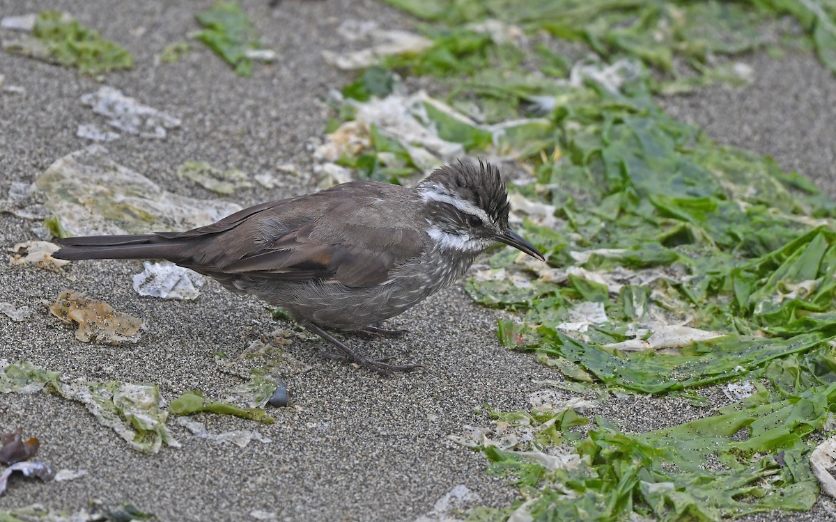 パタゴニアカワカマドドリ - ML618257952