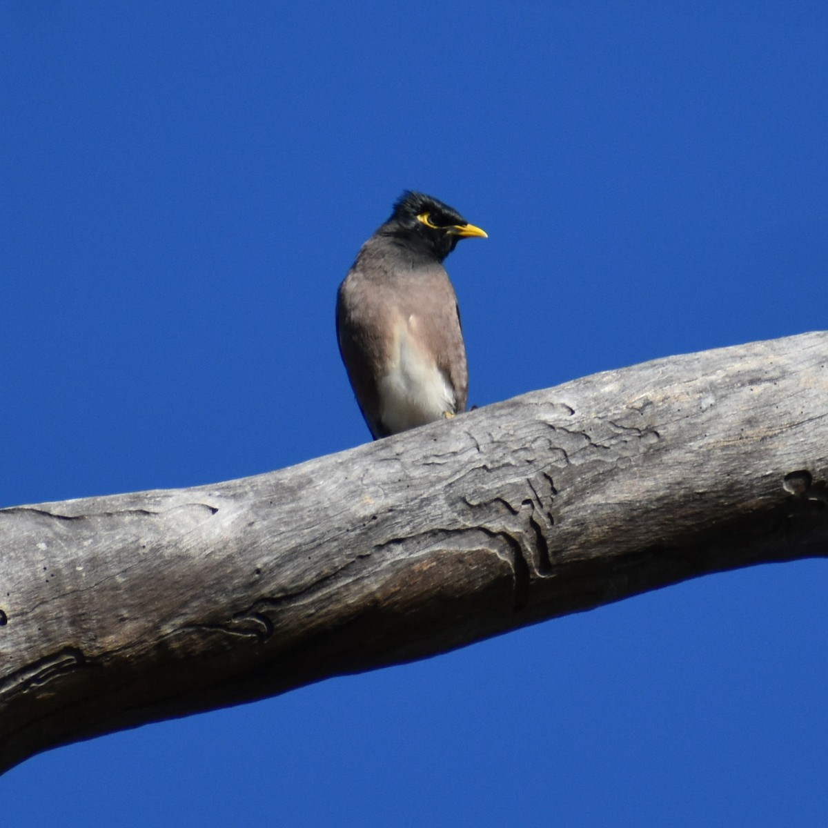 Common Myna - Julie Smith