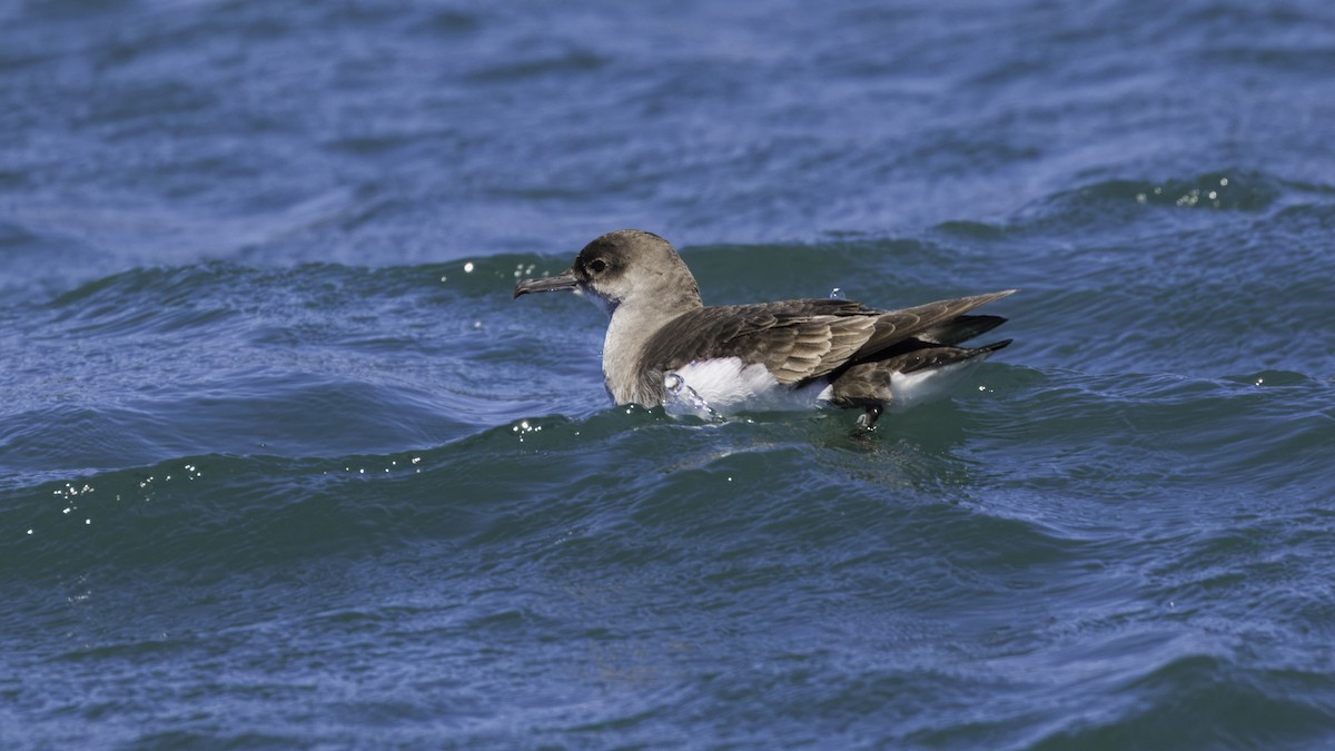 Fluttering Shearwater - Markus Craig