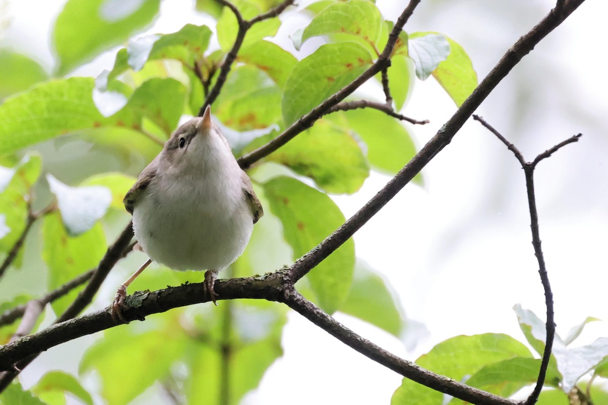 Western Bonelli's Warbler - Anonymous