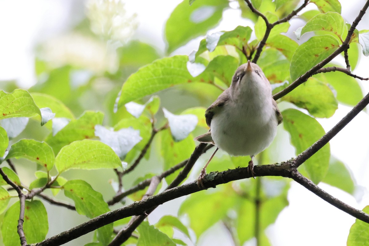 Western Bonelli's Warbler - Anonymous