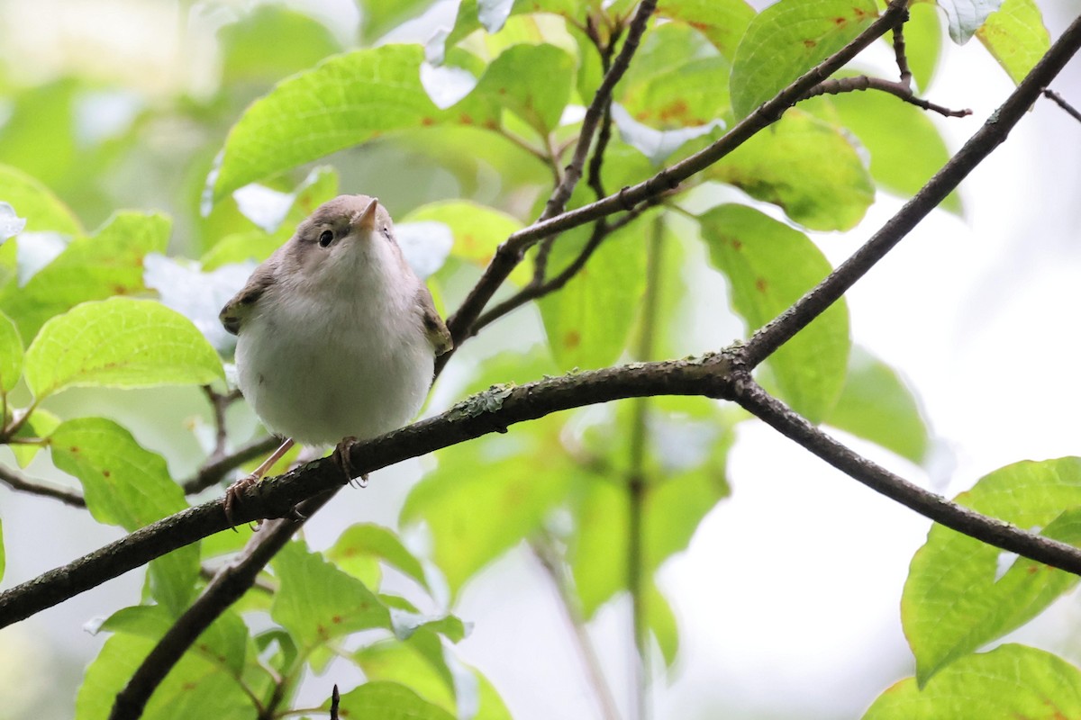 Western Bonelli's Warbler - Anonymous