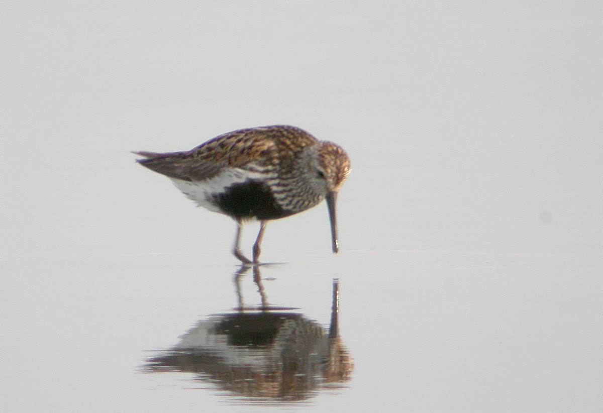 Dunlin - Delfin Gonzalez