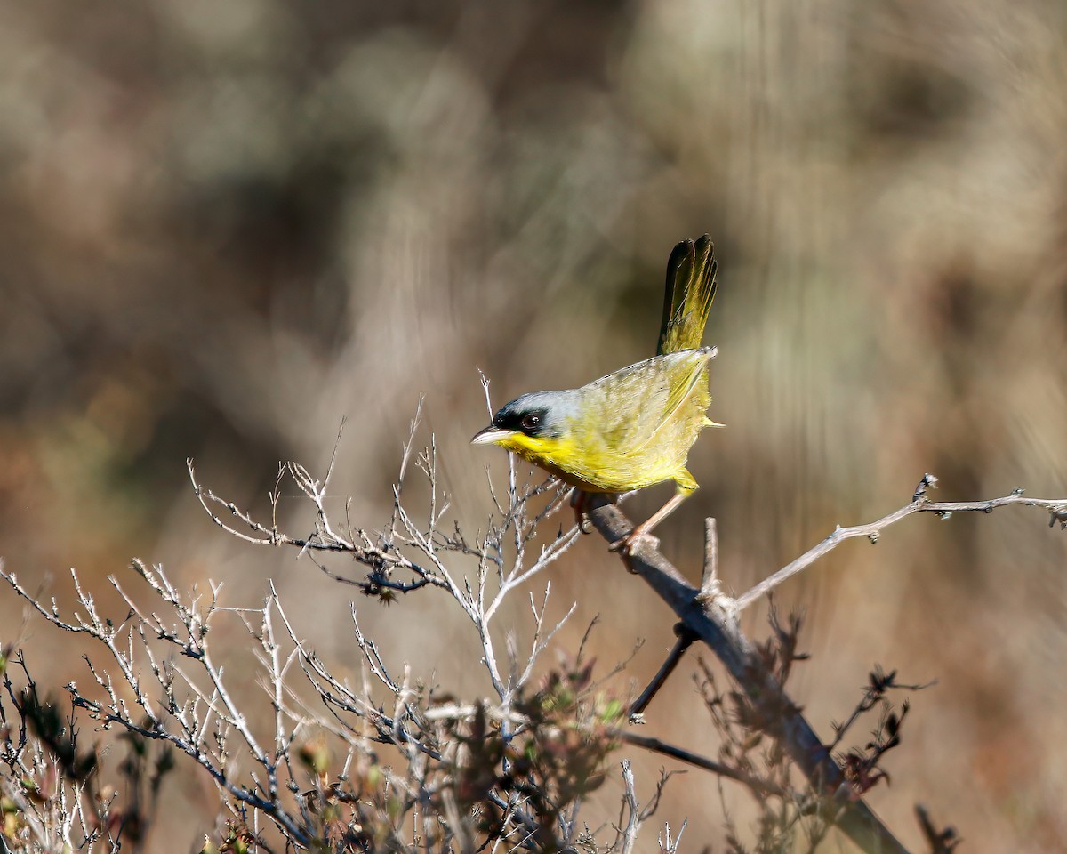 Gray-crowned Yellowthroat - ML618258042