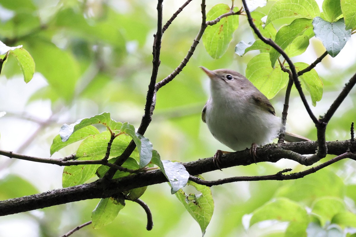 Western Bonelli's Warbler - Anonymous