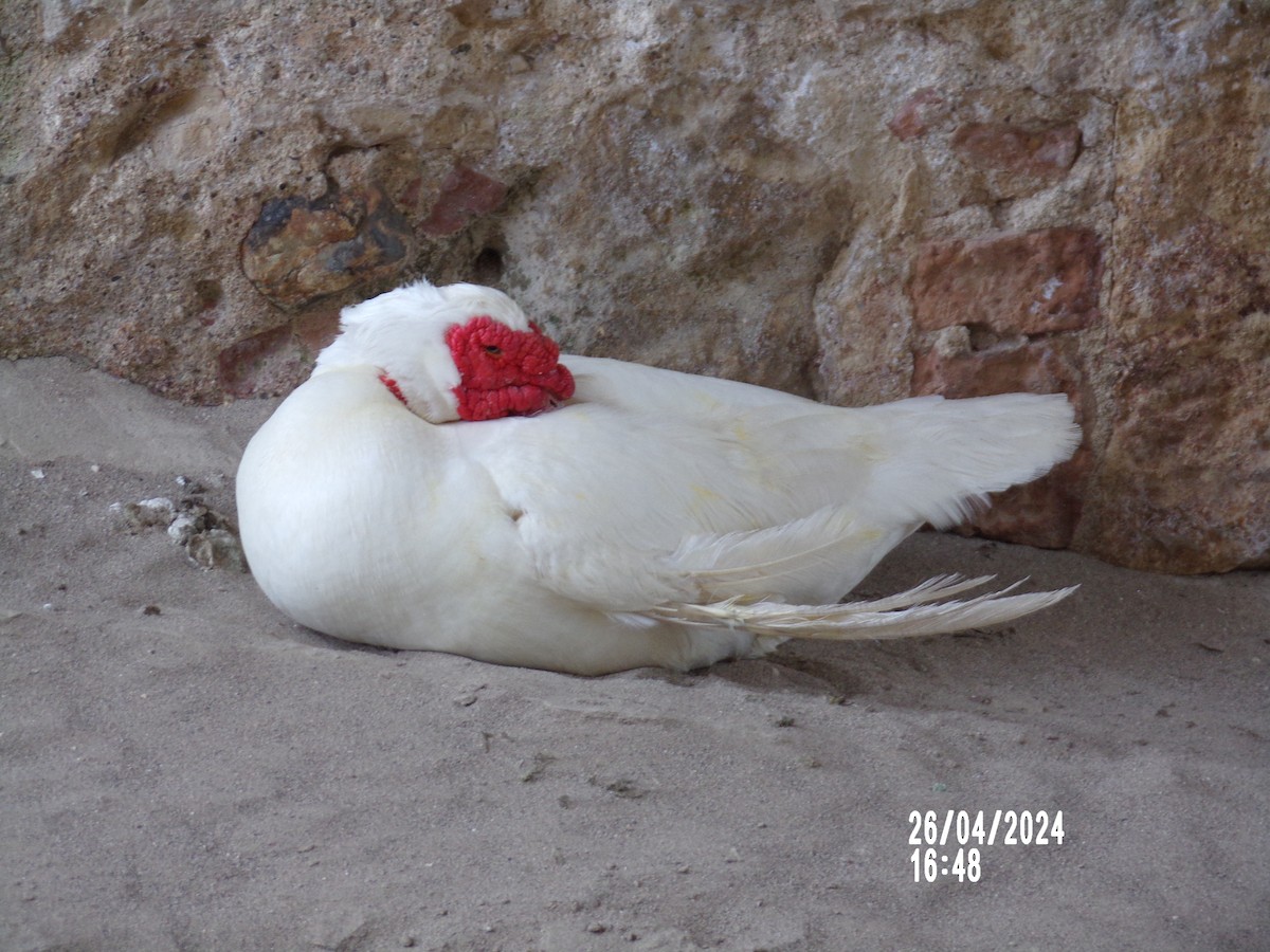 Muscovy Duck (Domestic type) - DARIO RAYA HIDALGO