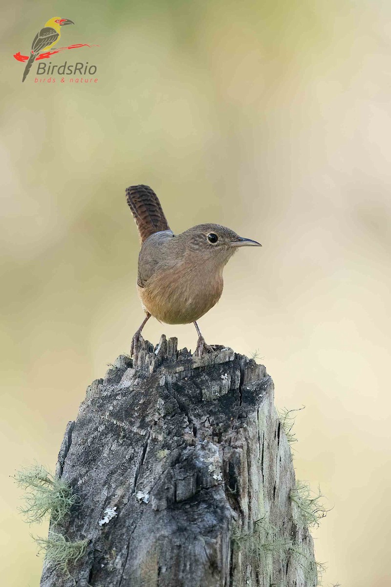 House Wren - Hudson - BirdsRio