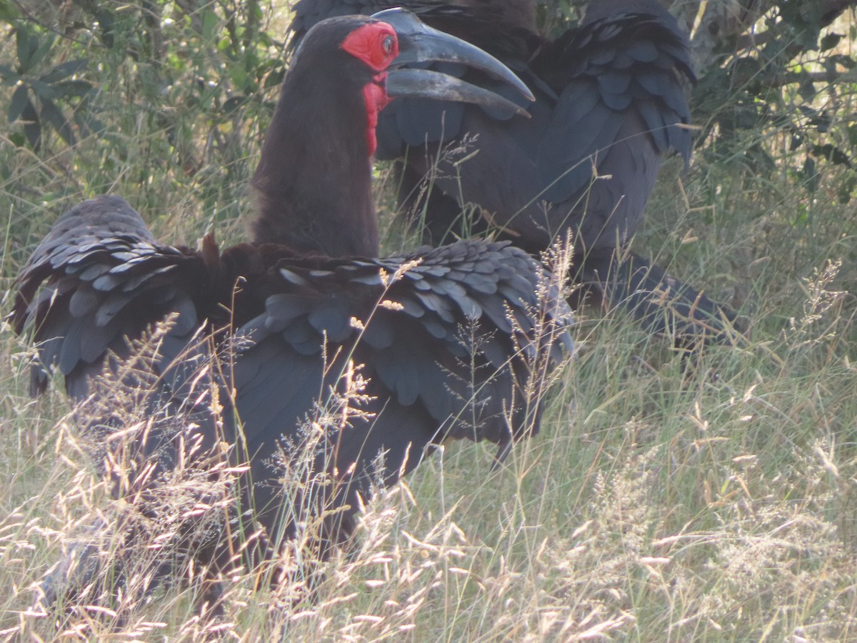 Southern Ground-Hornbill - ML618258065