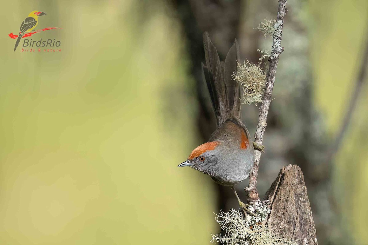 Spix's Spinetail - Hudson - BirdsRio