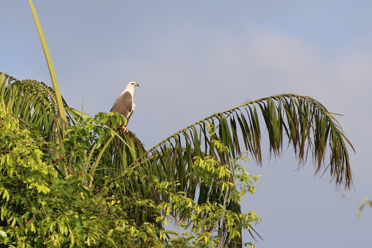 White-bellied Sea-Eagle - Fadzrun A.