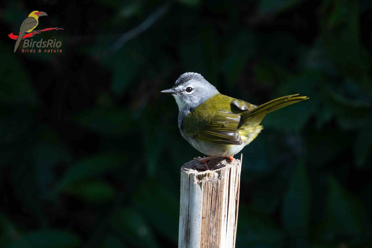 White-browed Warbler - ML618258076