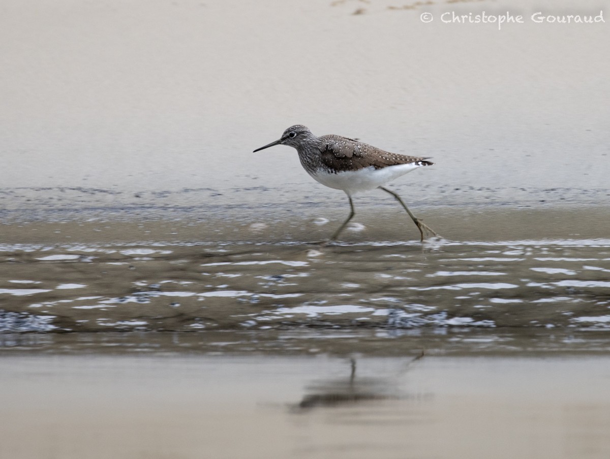 Green Sandpiper - Christophe Gouraud