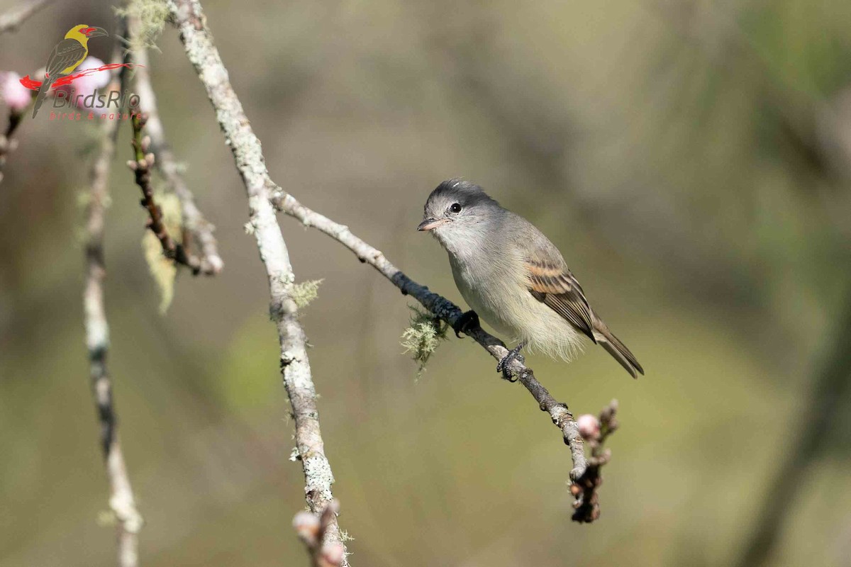 Southern Beardless-Tyrannulet - Hudson - BirdsRio