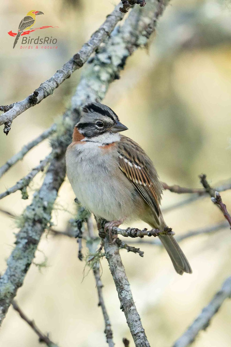 Rufous-collared Sparrow - ML618258091