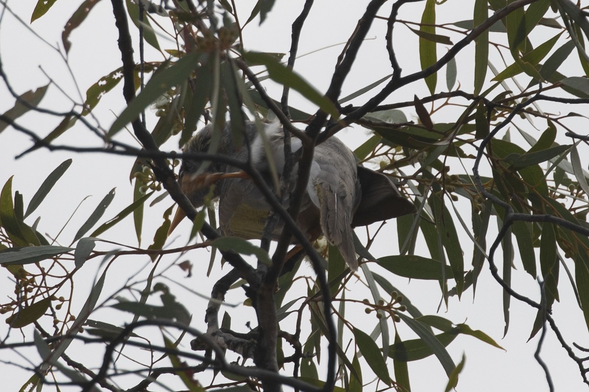 Black-eared Miner - ML618258120