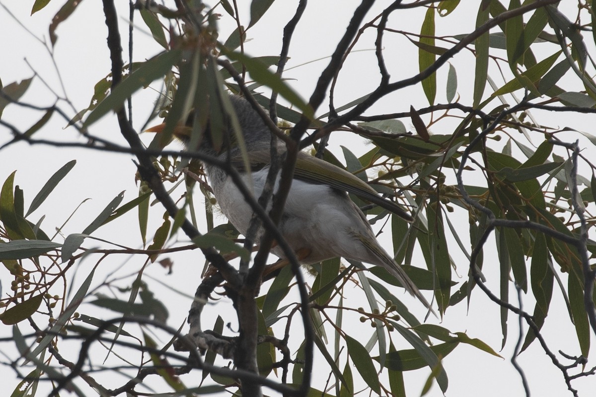 Black-eared Miner - Isaac Clarey