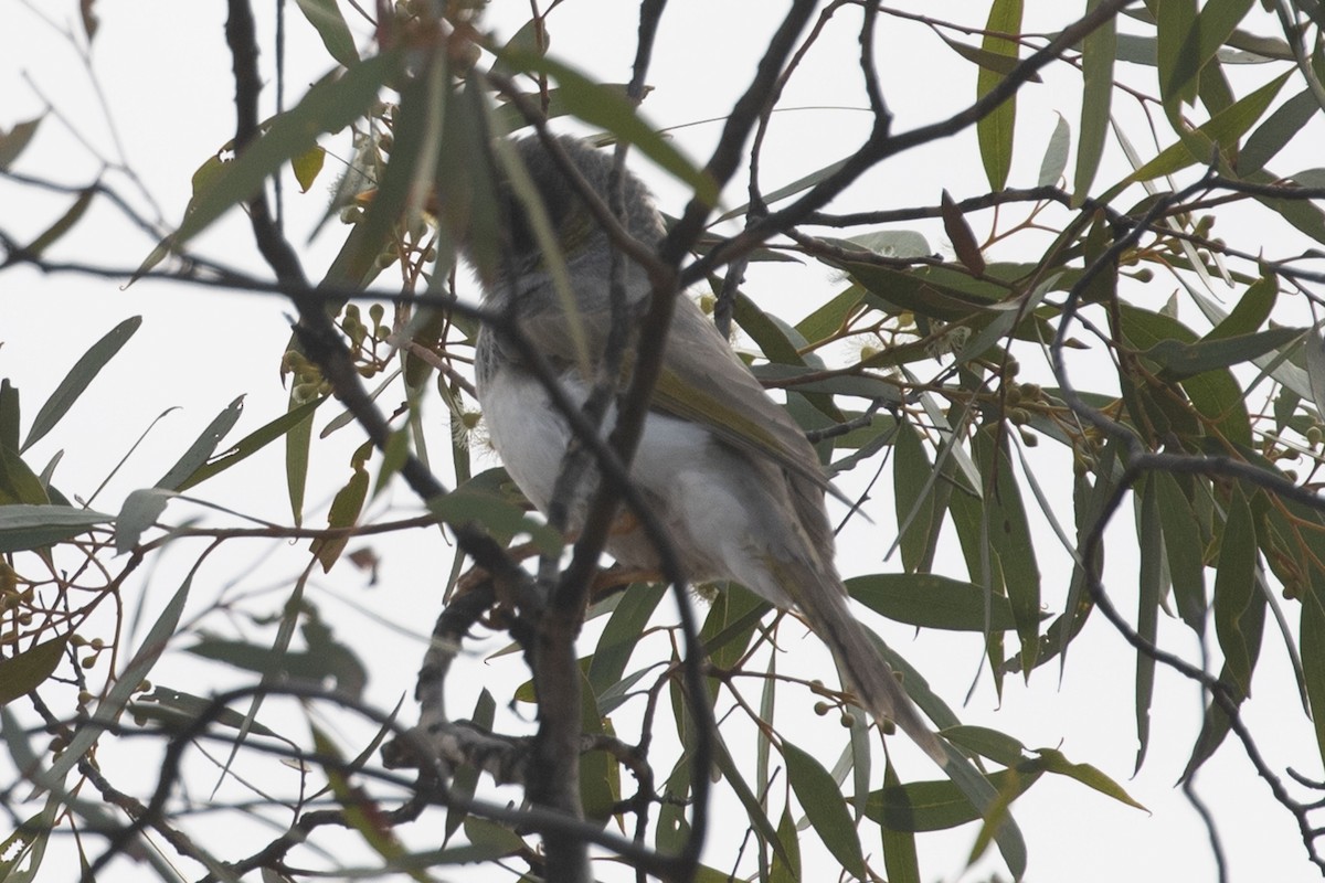 Black-eared Miner - ML618258123