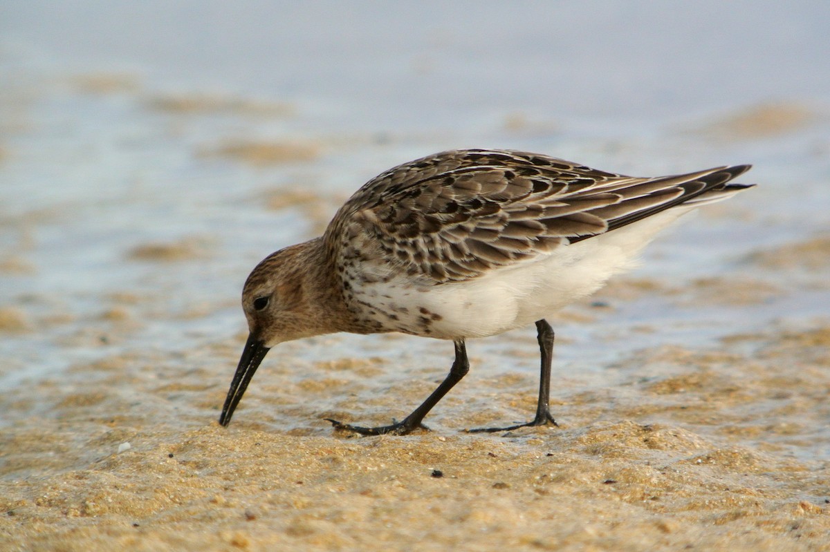 Dunlin - Delfin Gonzalez