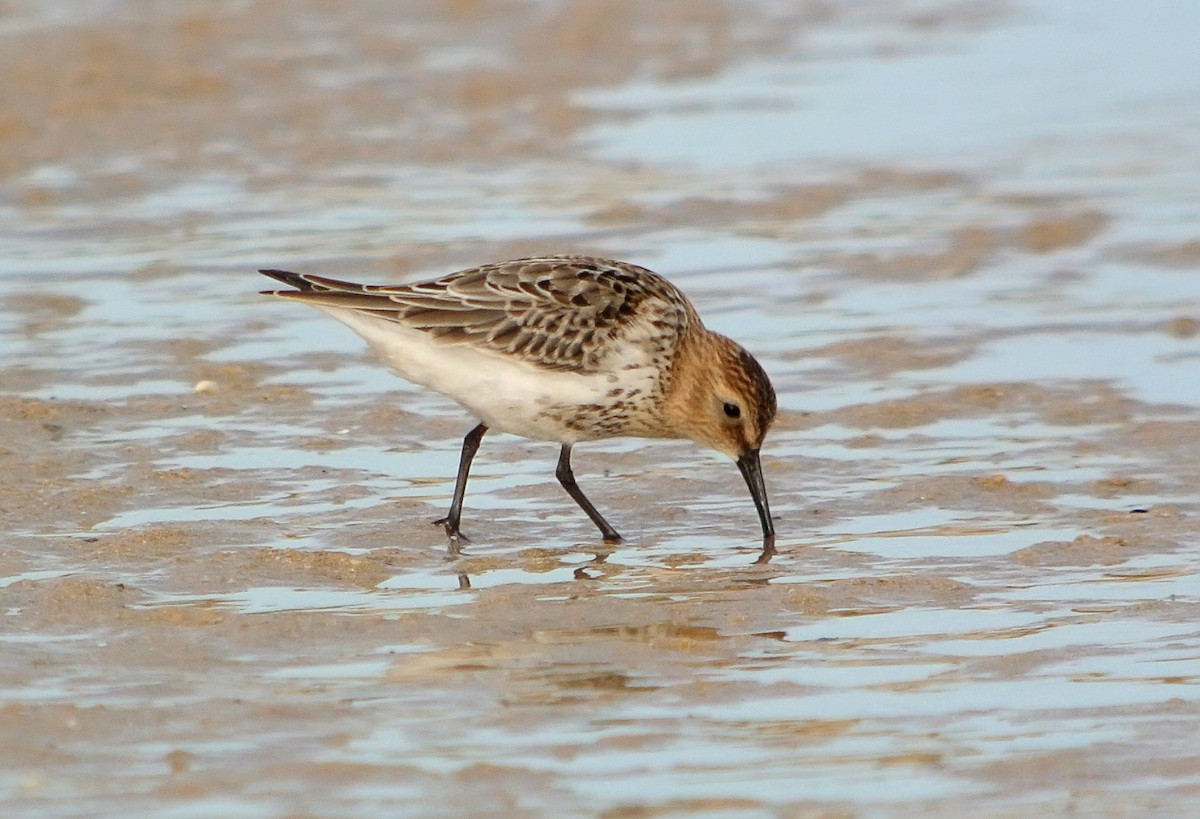 Dunlin - Delfin Gonzalez