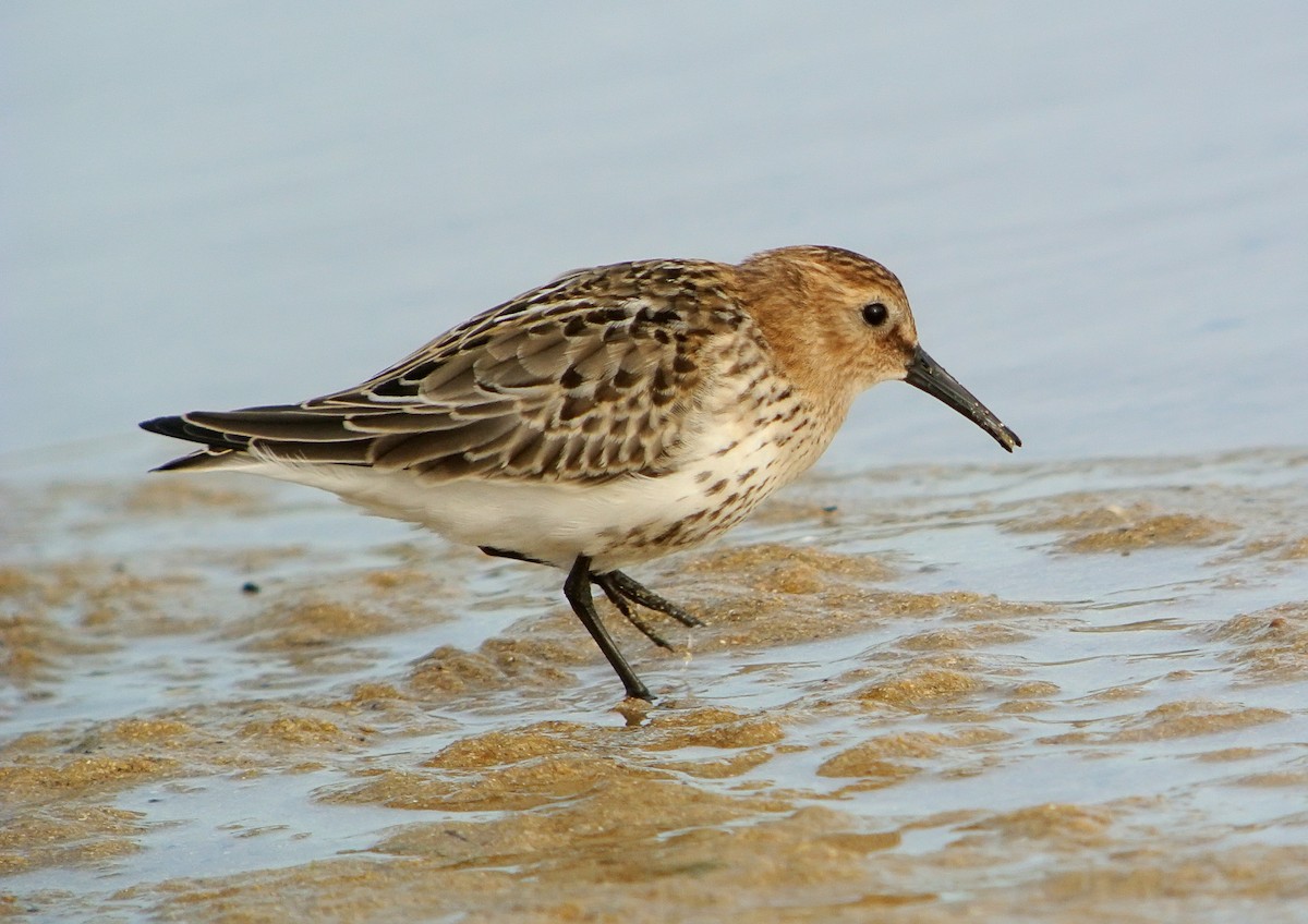 Dunlin - Delfin Gonzalez