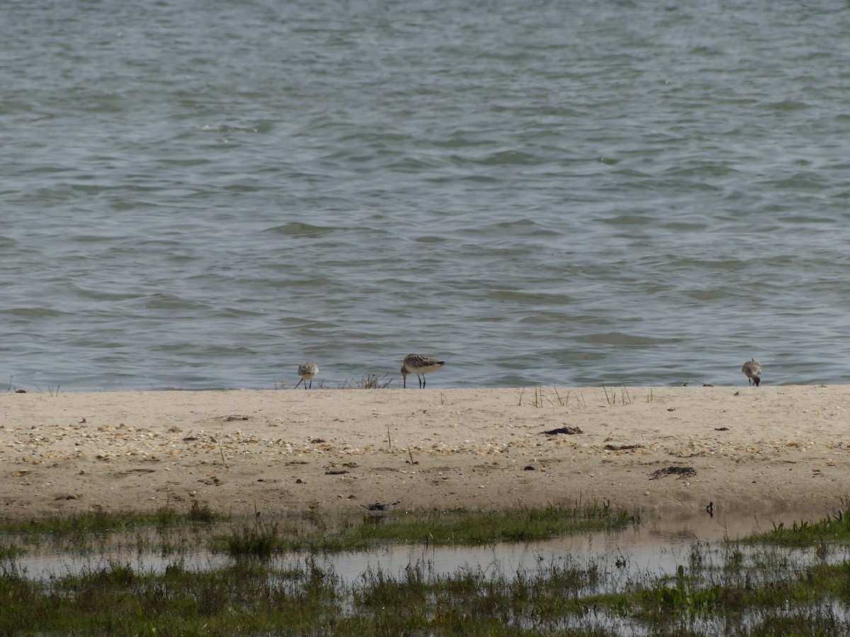 Bar-tailed Godwit (European) - ML618258149