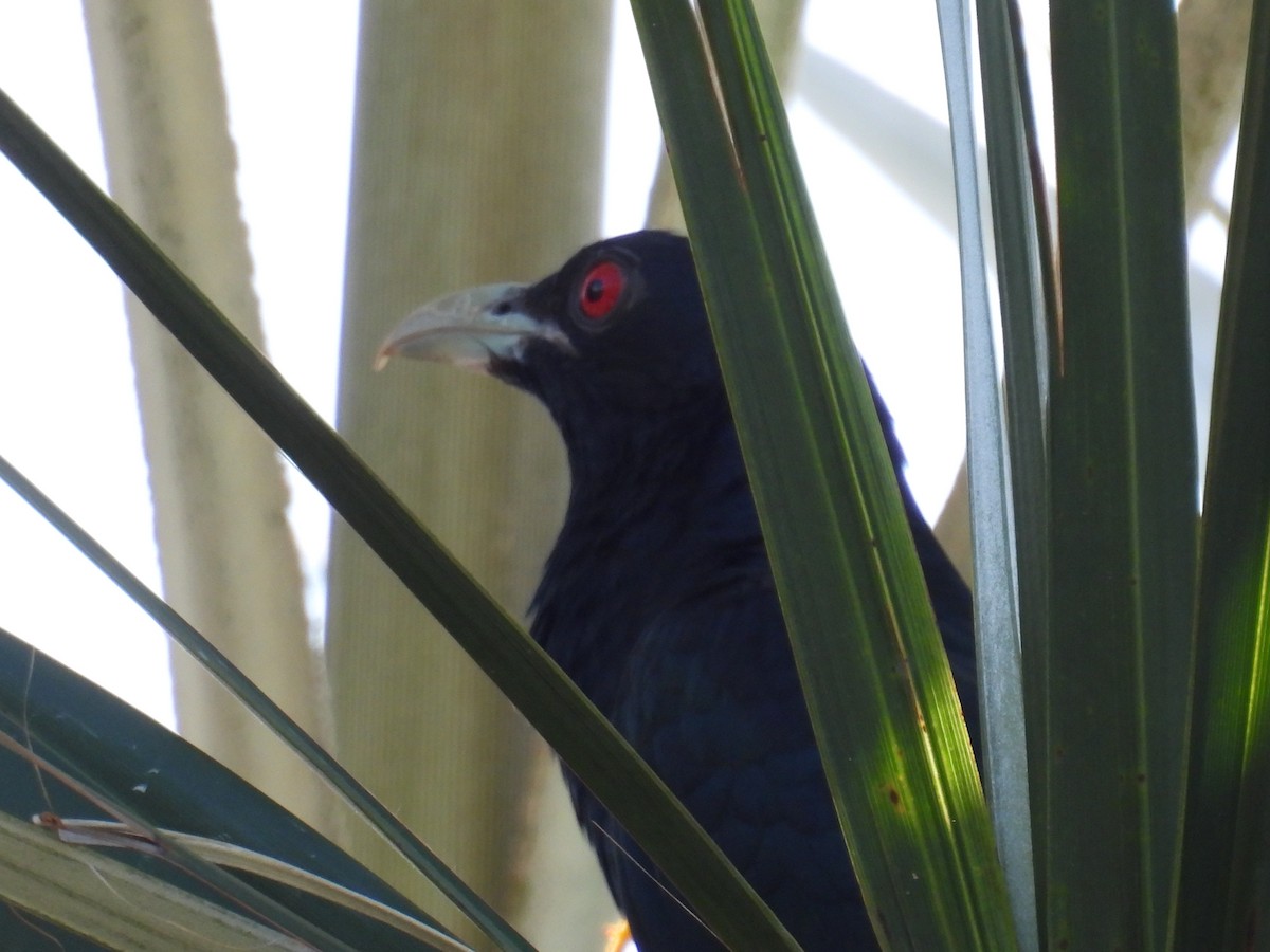 Asian Koel - Helen Erskine-Behr