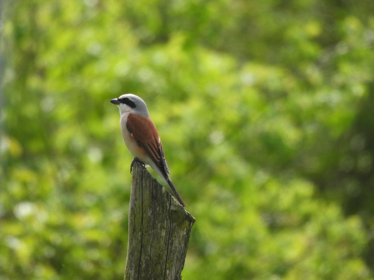 Red-backed Shrike - Anja Kahl