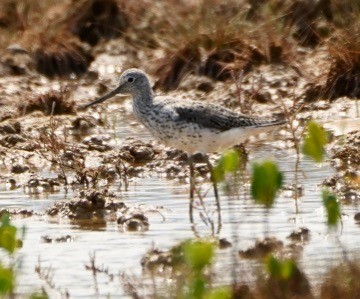 Common Greenshank - paul griffin