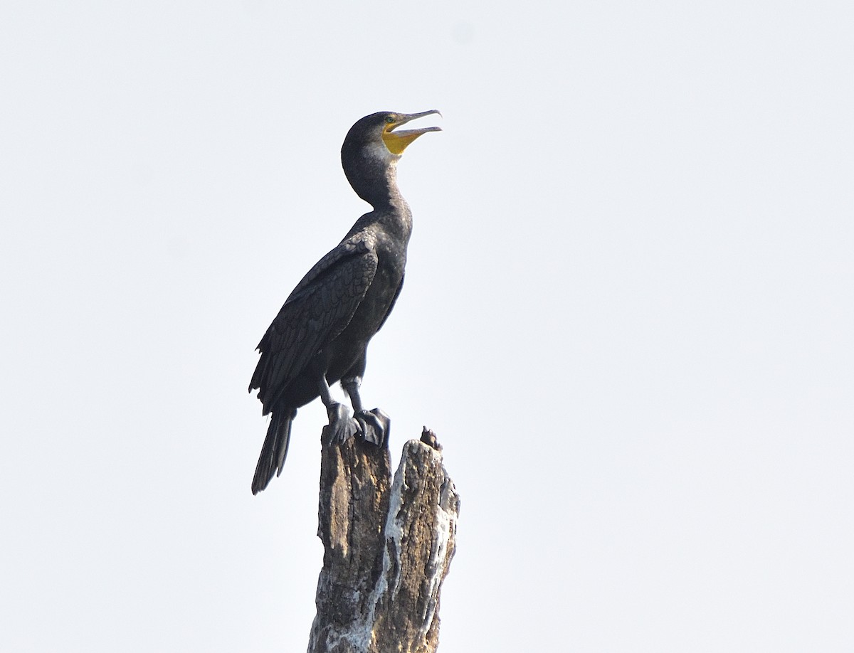 Great Cormorant - Arun Prabhu