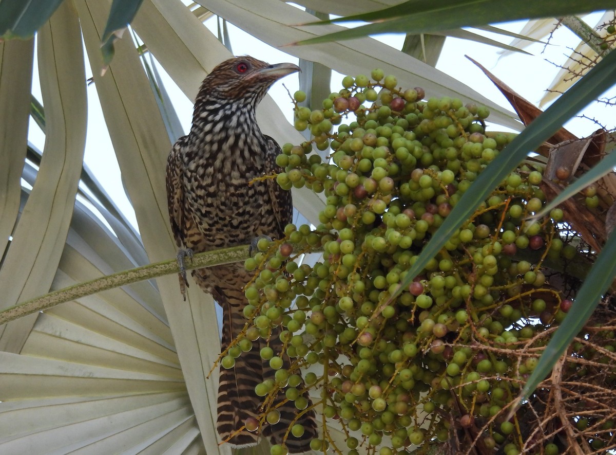 Asian Koel - Helen Erskine-Behr