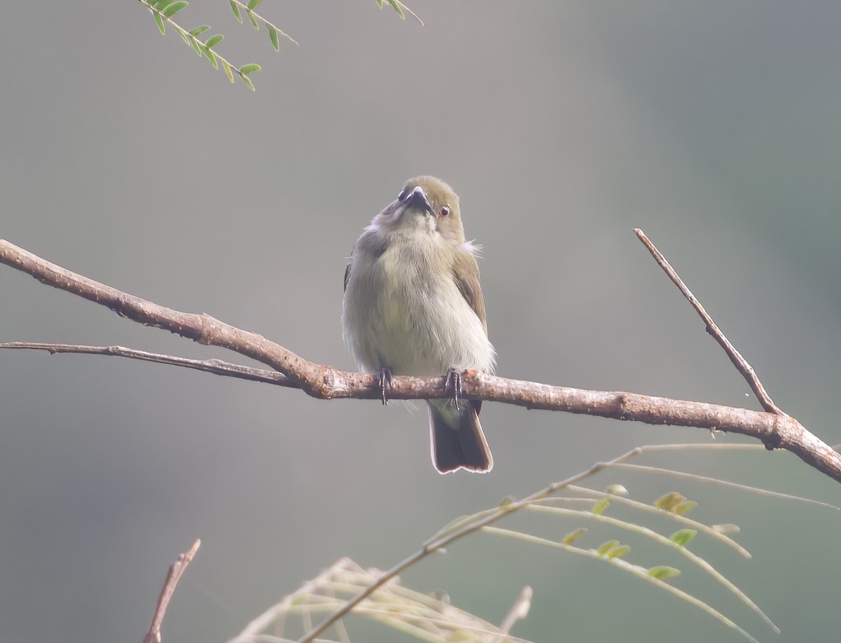 Golden-rumped Flowerpecker - Scott Baker