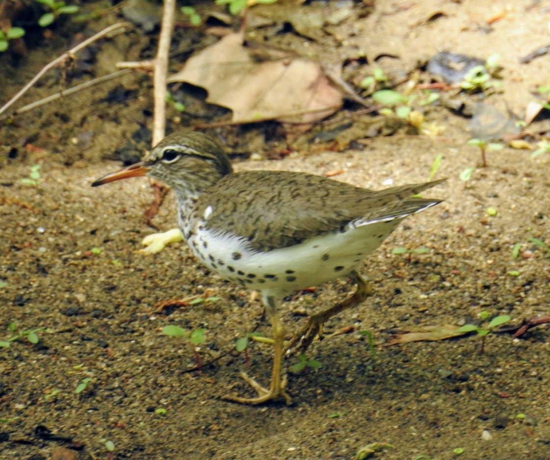 Spotted Sandpiper - Mollie Bading