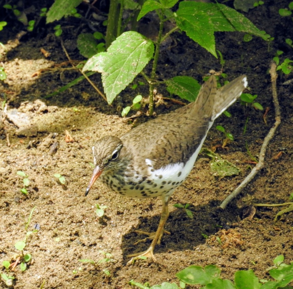 Spotted Sandpiper - Mollie Bading