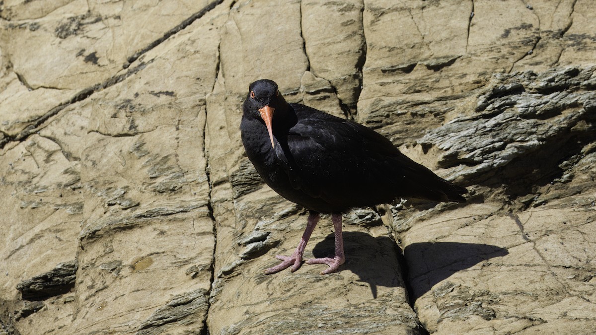 Variable Oystercatcher - Markus Craig