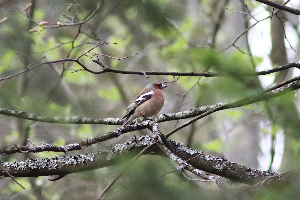 Common Chaffinch - ML618258264