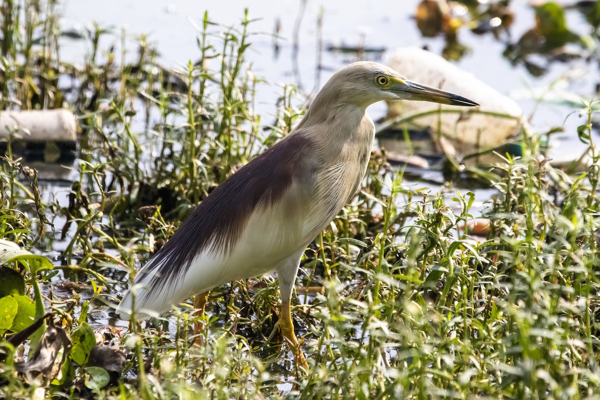 Indian Pond-Heron - Ravi Jesudas