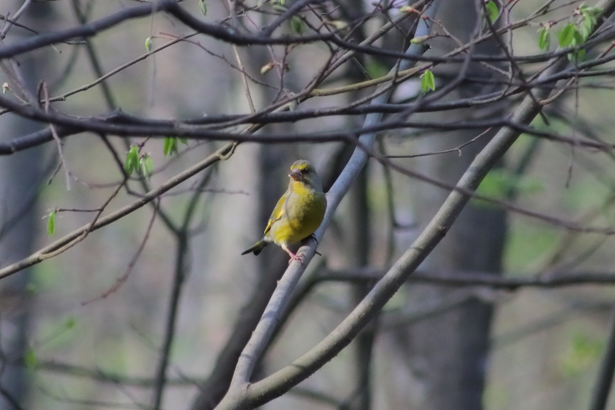 European Greenfinch - Ivan Ivan