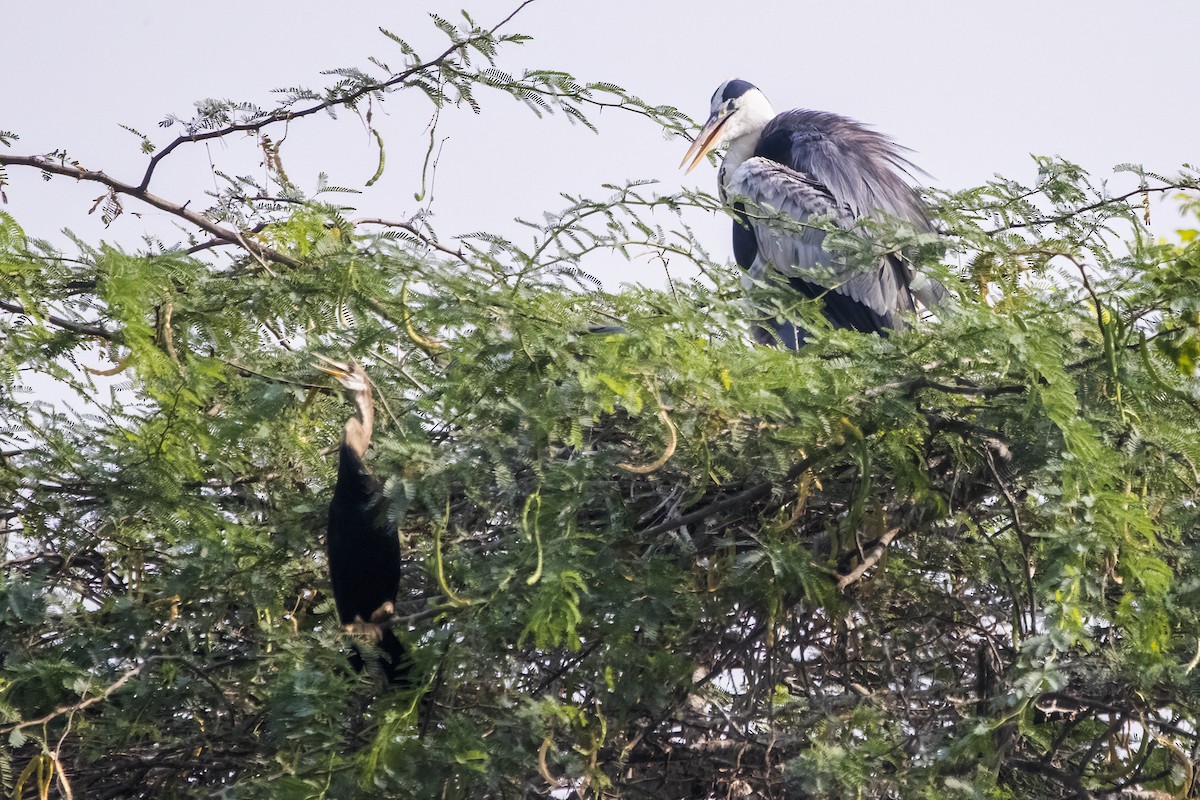 Gray Heron - Ravi Jesudas