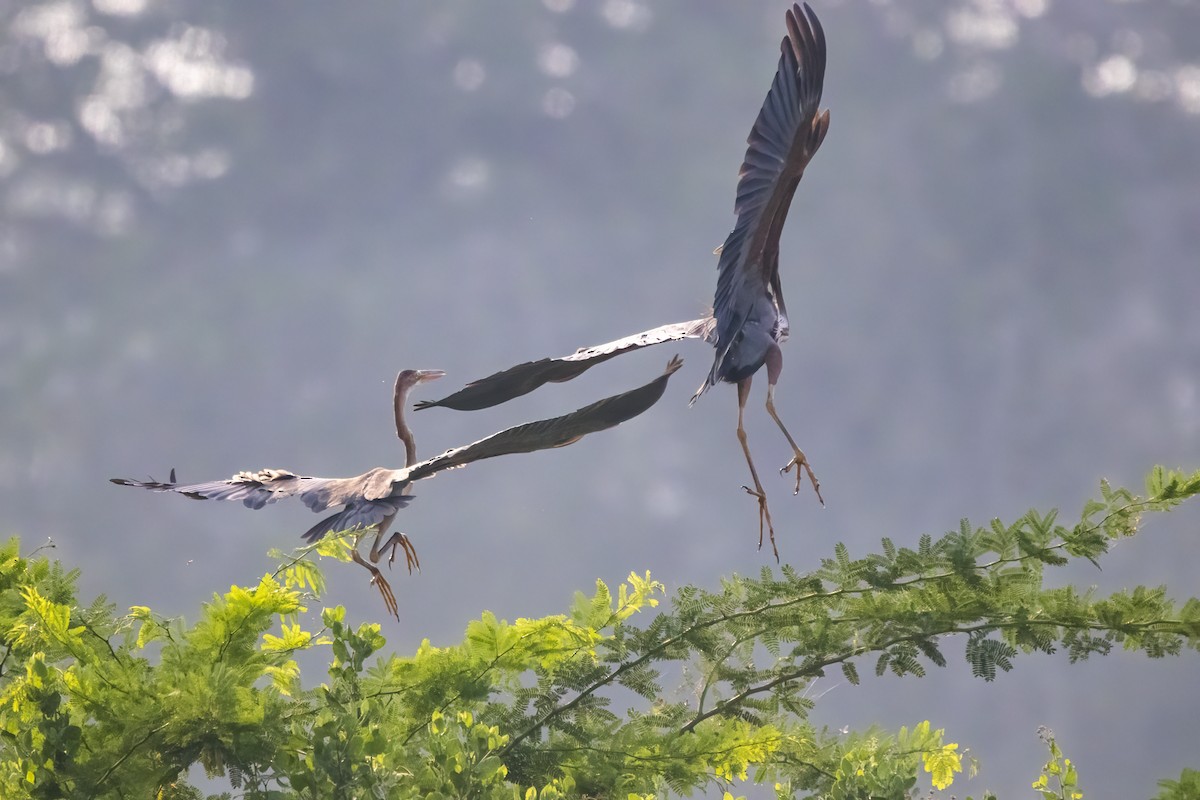 Purple Heron - Ravi Jesudas