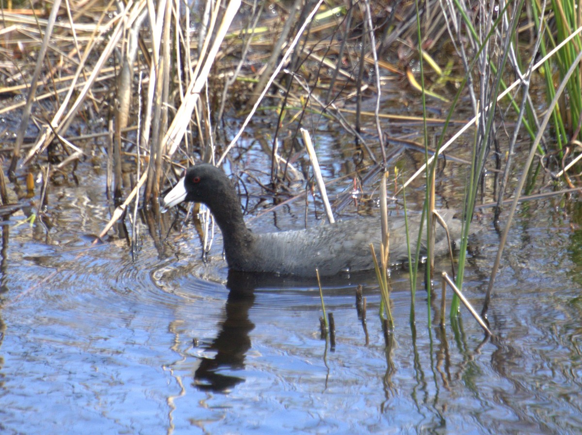 American Coot - ML618258276