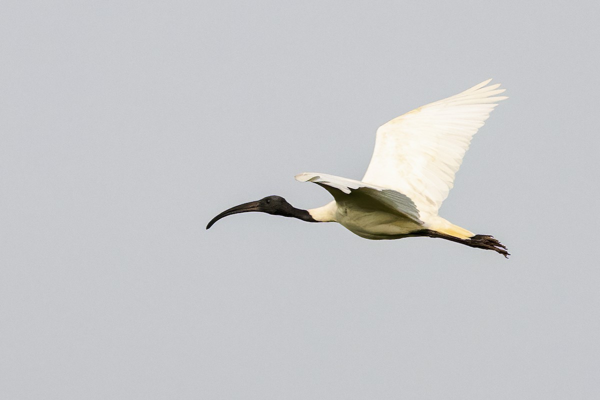 ibis černohlavý - ML618258283