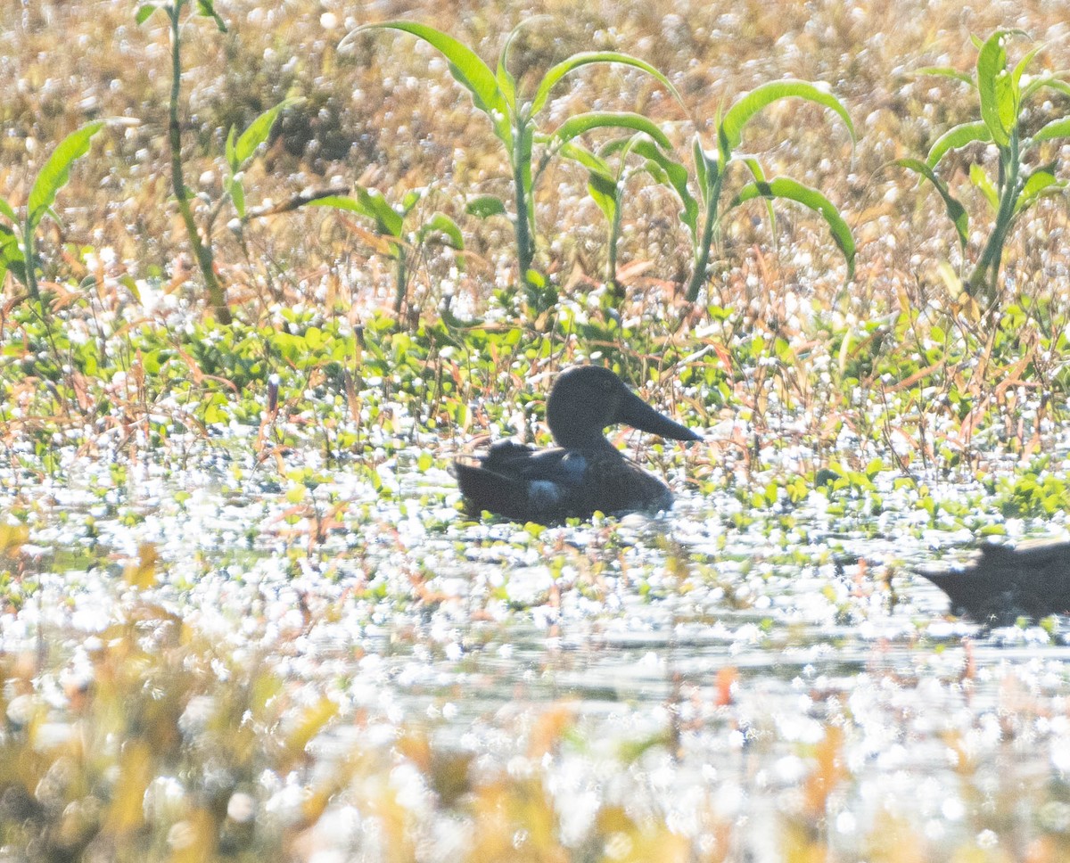 Australasian Shoveler - Hitomi Ward