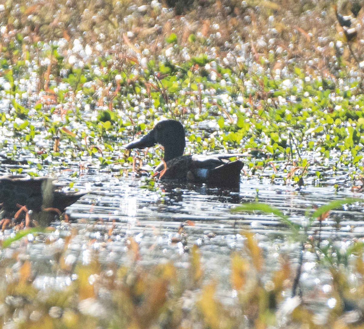 Australasian Shoveler - Hitomi Ward