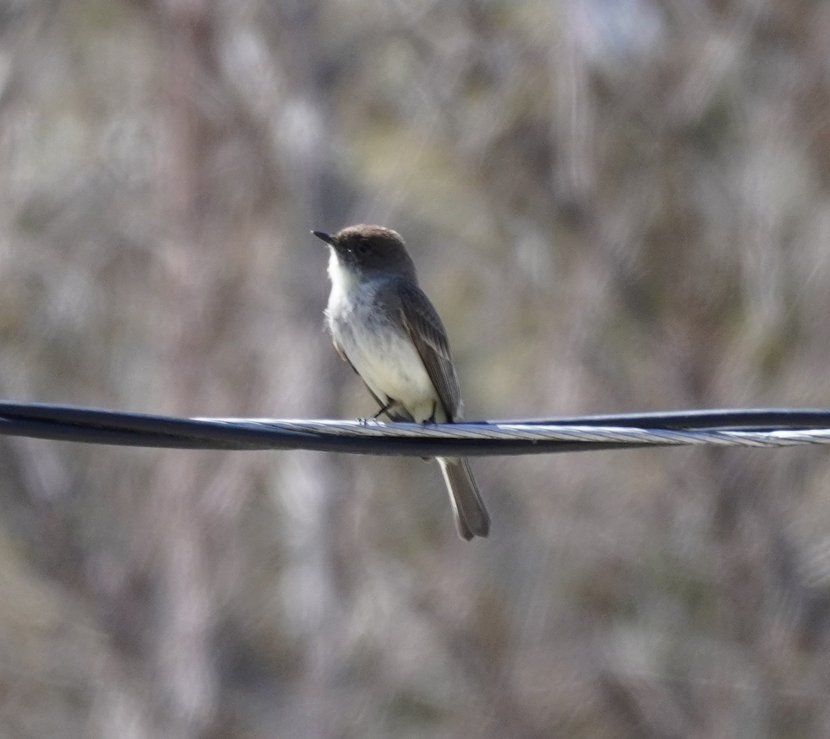 Eastern Phoebe - ML618258289