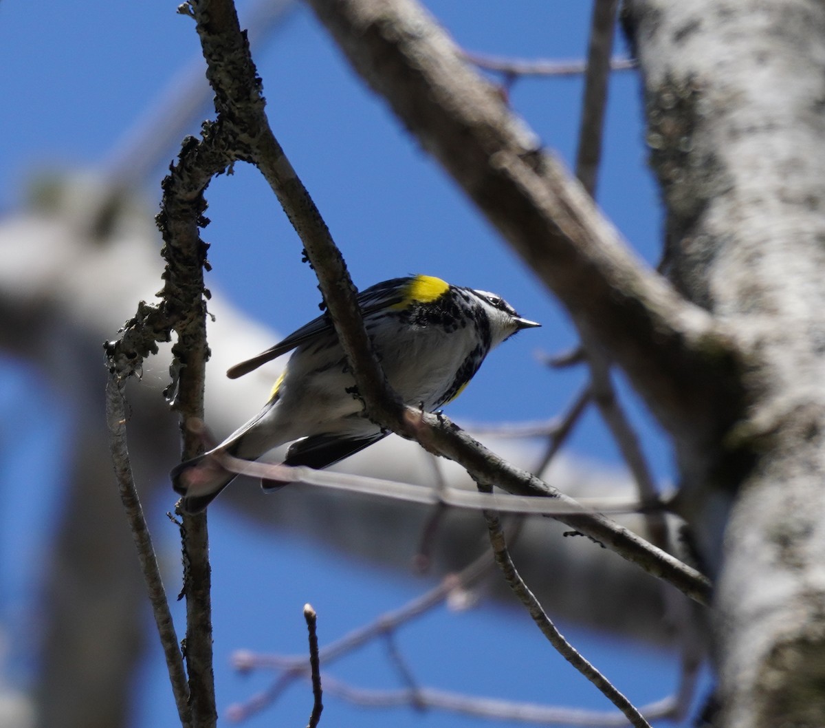 Yellow-rumped Warbler - ML618258304