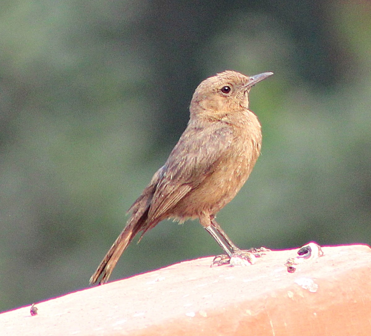 Brown Rock Chat - ML618258305