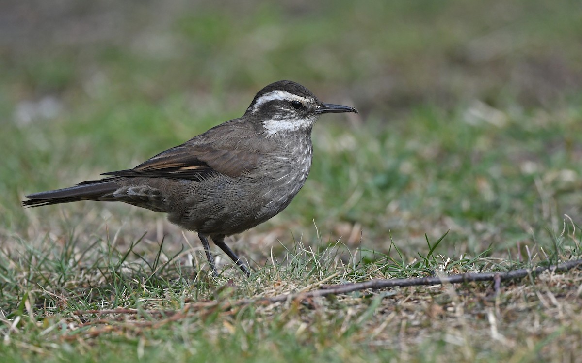 Dark-bellied Cinclodes - ML618258309